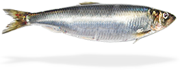 Pacific herring