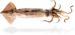 Squid calamari